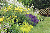 Yellow bed with Hemerocallis (Hemerocallis sp), Lavender (Lavandula sp), Lady's mantle (Alchemilla sp), Bellflower (Campanula sp) in summer, Le Château de Touffou, Vienne, France