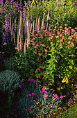 Bed of perennials with Masterwort (Astrantia major) 'Rosea', Carnation (Dianthus sp), Spike Speedwell (Veronica spicata), Penstemon (Penstemon sp).