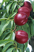 Nectarine 'Morton', white flesh (Prunus persica). Fruits on the tree