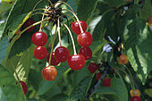 English Cherry (Prunus cerasus) fruits