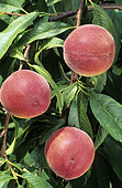'Dixired' peach (Prunus persica). Fruits on the tree