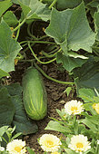 Cucumber (Cucumis sativa) 'Marketer'.