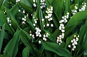 Lily-of-the-valley (Convallaria majalis) flowers