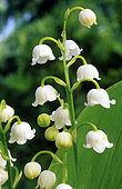 Lily-of-the-valley (Convallaria majalis) flowers