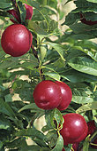 Nectarine 'Morton'(Prunus persica nucipersica). Fruits on the tree