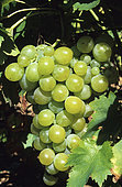 Bunch of white grapes (Vitis vinifera) in autumn