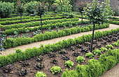 Vegetable garden: Row of lettuce (Lactuca sativa) and vegetable cabbage (Brassica oleracea). Boxwood hedge (Buxus sp). Priory of St-Cosme. Indre-et-Loire, France