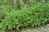Flat Parsley (Petroselinum crispum var neapolitanum) 'Géant d'Italie'