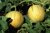 Canteloup melon 'Charentais' (Cucumis melo), Fruit