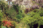 Damaged lawn walkway and climbing plant on pergola Glycine (Wisteria sp) in spring