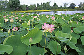 Lotus sacré (Nelumbo nucifera). Plante aquatique. Parc floral et Tropical de la Court d'Aron. Vendée, France.