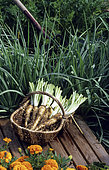Salsify (Tragopogon porrifolius) in a basket
