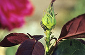 Ladybug larva eating aphids on a rosebud