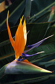 Bird of Paradise (Strelitzia reginae) flower