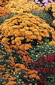Chrysanthemum (Chrysanthemum sp) in bloom in autumn