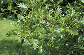 European Alder (Alnus glutinosa) 'Imperialis' leaves