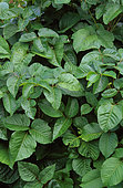 Poison Ivy (Toxicodendron radicans)