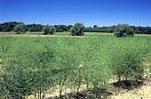 Asparagus field (Asparagus officinalis)