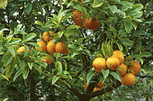 Orange (Citrus sinensis, Synonym: Citrus aurantium), Citrus fruits