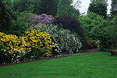 Garden of shrubs in spring with Rhododendron (Rhododendron sp), viburnum (Viburnum sp), smoketree (Cotinus sp), lawn, private garden, Belgium