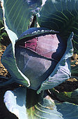 Red cabbage (Brassica oleracea capita-nigra) 'Rhodynda'