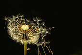 Akenes of common dandelion (Taraxacum officinale) on black background