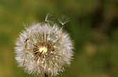 Akenes of common dandelion (Taraxacum officinale)
