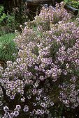 Provence Thyme (Thymus vulgaris), Aromatic plant