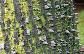 Floss silk tree (Chorisia speciosa) spiny bark