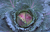 Cabbage 'Marabel' (Brassica oleracea var. Capitata)