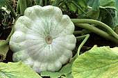 White Scallop squash (Cucurbita pepo), Vegetable