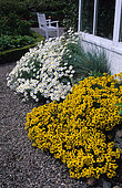 Flower bed with Mountain Dog-daisy (Anthemis cretica) and Tufted Wallflower (Erysimum rhaeticum)