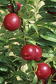 Nectarine (Prunus persica) 'Crimson Gold'