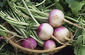 Red Milan turnip 'Early Plate' (Brassica rapa L. subsp. Rapa). Vegetable