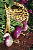 Turnip 'De Nancy' (Brassica rapa L. subsp. Rapa). Vegetable