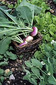 Whole leaf early red turnip (Brassica rapa subsp. Rapa), Vegetable harvest