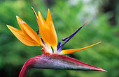 Bird of Paradise (Strelitzia reginae) inflorescence