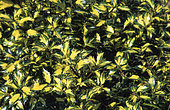 English holly (Ilex aquifolium) 'Myrtifolia Aurea Maculata'