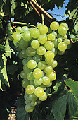 Grape 'Dattier de Beyrouth' (Vitis vinifera)