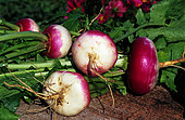 Nancy turnip (Brassica rapa), vegetable, fleshy root
