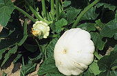 White Scallop squash (Cucurbita pepo)