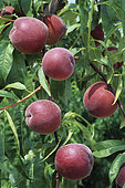 Peach 'J.H. Hale '(Prunus persica) on tree