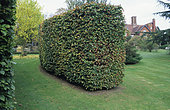 European hornbeam(Carpinus betulus) hedge, Marble place