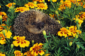 European hedgehog (Erinaceus europaeus) in a ball in the flowers
