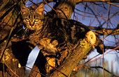 European tabby kitten in a tree