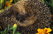 European hedgehog (Erinaceus europaeus) like a ball