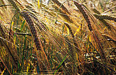 Common barley (Hordeum vulgare) ears