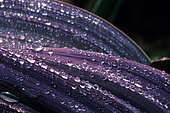 Dew drops on Leek (Allium porum) leaf