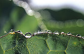 Dew drops on leaf