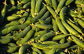 Green peas (Pisum sativum), vegetable